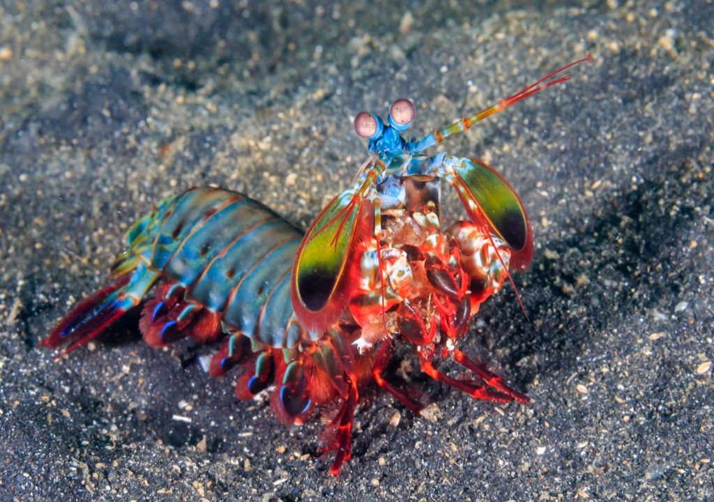 Mantis shrimps have four times more colour receptors than humans