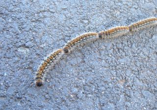 Attenti alla processionaria, il parassita primaverile che colpisce uomini e cani: ecco cosa fare in caso di contatto