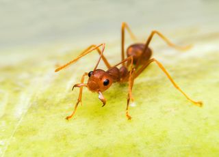 Attention, danger ! La fourmi électrique a été détectée en France !