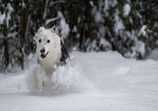 ¡Cuidado, la nieve es peligrosa para tu perro!