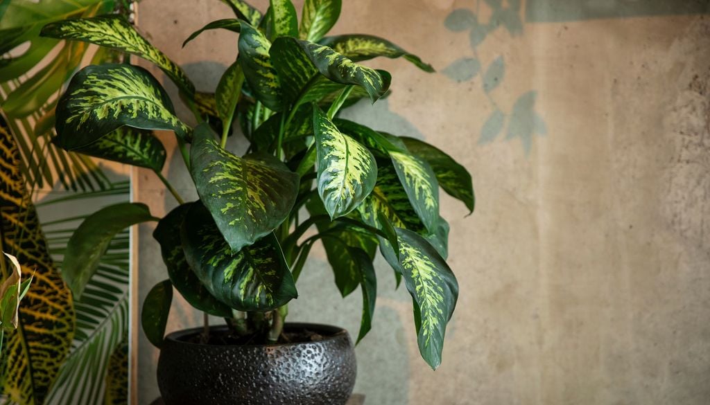 Dieffenbachia Plante toxique Feuille Intérieur pot tropical La dieffenbachia est une plante apportant une touche d'exotisme en intérieur mais attention, elle peut se révéler dangereuse.