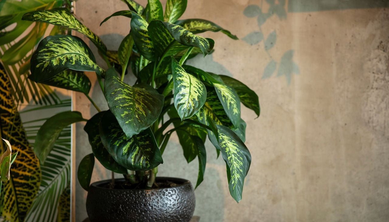 La dieffenbachia est une plante apportant une touche d'exotisme en intérieur mais attention, elle peut se révéler dangereuse.