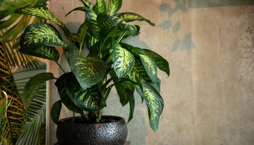 Attention ! Vous avez peut-&ecirc;tre cette plante d'int&eacute;rieur chez vous sans savoir qu'elle est toxique !