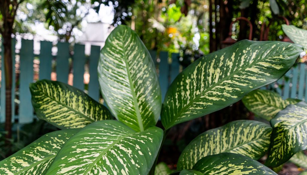 Dieffenbachia plante feuille jardin toxique Toutes les parties de la dieffenbachia (feuilles, tige, sève) sont irritantes voire caustiques !