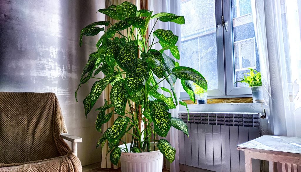 Dieffenbachia plante salon pot toxique feuille fenêtre lumière En présence de jeunes enfants ou d'animaux, placez votre pot hors de leur portée.