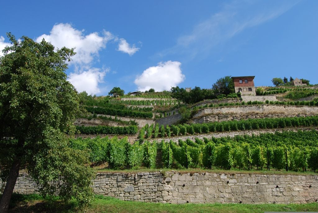 Ein Hauch Italien in Sachsen-Anhalt: Weinberg in Freyburg. Foto: Pixabay