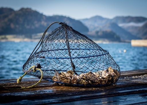 Au Japon, la mortalité des huîtres atteint jusqu'à 90% ! Pourquoi la météo en est-elle responsable ?
