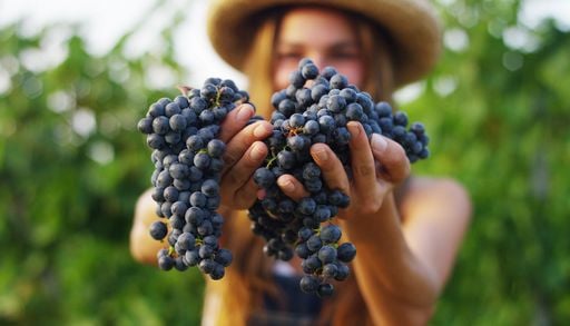 Au revoir framboises & cassis et bienvenus aux raisins ! Ce qu'il faut mettre dans son assiette en septembre