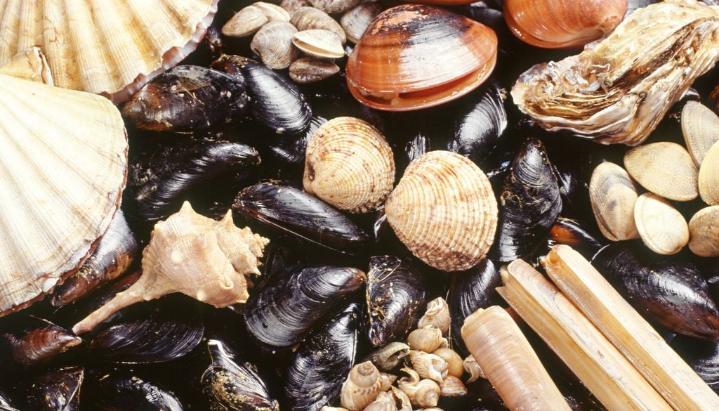 Coquillage fruits de mer saison septembre moule couteaux saint-jaques huitre conques Dernier mois pour manger des coques, crevettes et tourteaux…