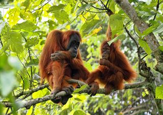 Auch Affen mögen es bequem: Das Bauen des eigenen Schlafplatzes braucht viel Übung 