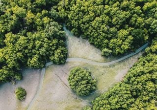 Aufforstung allein reicht nicht: Warum der Standort von W&auml;ldern &uuml;ber das Klima entscheidet