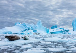O aumento da cobertura de gelo marinho da Antártica