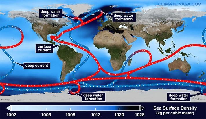 Ilustración simplificada de la “cinta transportadora” global de corrientes oceánicas que transportan calor alrededor de la Tierra. El rojo muestra corrientes superficiales y el azul muestra corrientes profundas. Las aguas profundas se forman donde la superficie del mar es más densa. El color de fondo muestra la densidad de la superficie del mar. Crédito: Estudio de visualización científica de la NASA/Goddard Space Flight Center
