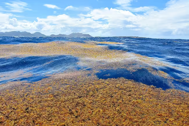 Grandes extensiones de sargazo marrón flotando en aguas oceánicas de un azul brillante, cerca de la isla de San Martín. Crédito: VELY Michel