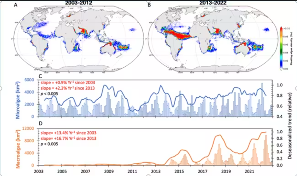 Un gráfico que muestra el aumento del crecimiento de las floraciones de algas entre 2003-2012 y 2013-2022. Cambios decenales en las algas flotantes. Distribuciones entre 2003 y 2012 (A) y entre 2013 y 2022 (B). Los cambios en la abundancia de algas a lo largo de 20 años se muestran en (C) para las microalgas y en (D) para las macroalgas, respectivamente. El año comienza en enero. Ambas aumentaron significativamente con el tiempo.