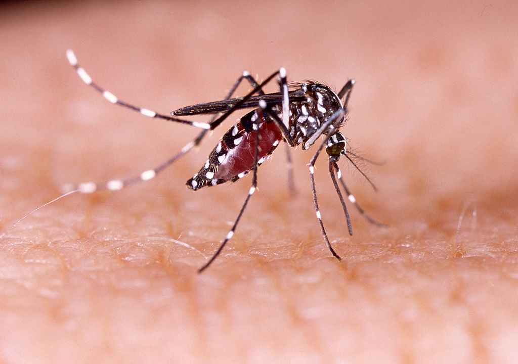 mosquito enfermedad dengue fiebre chikungunya zika descacharrar lluvias calor humedad