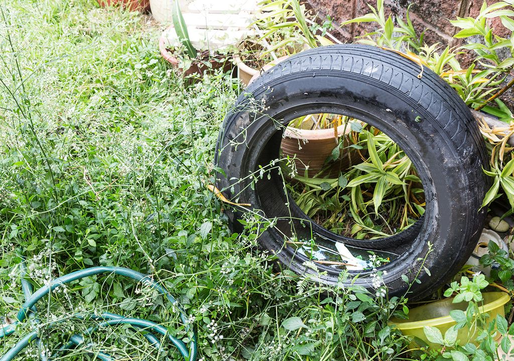 mosquito enfermedad dengue fiebre chikungunya zika descacharrar lluvias calor humedad