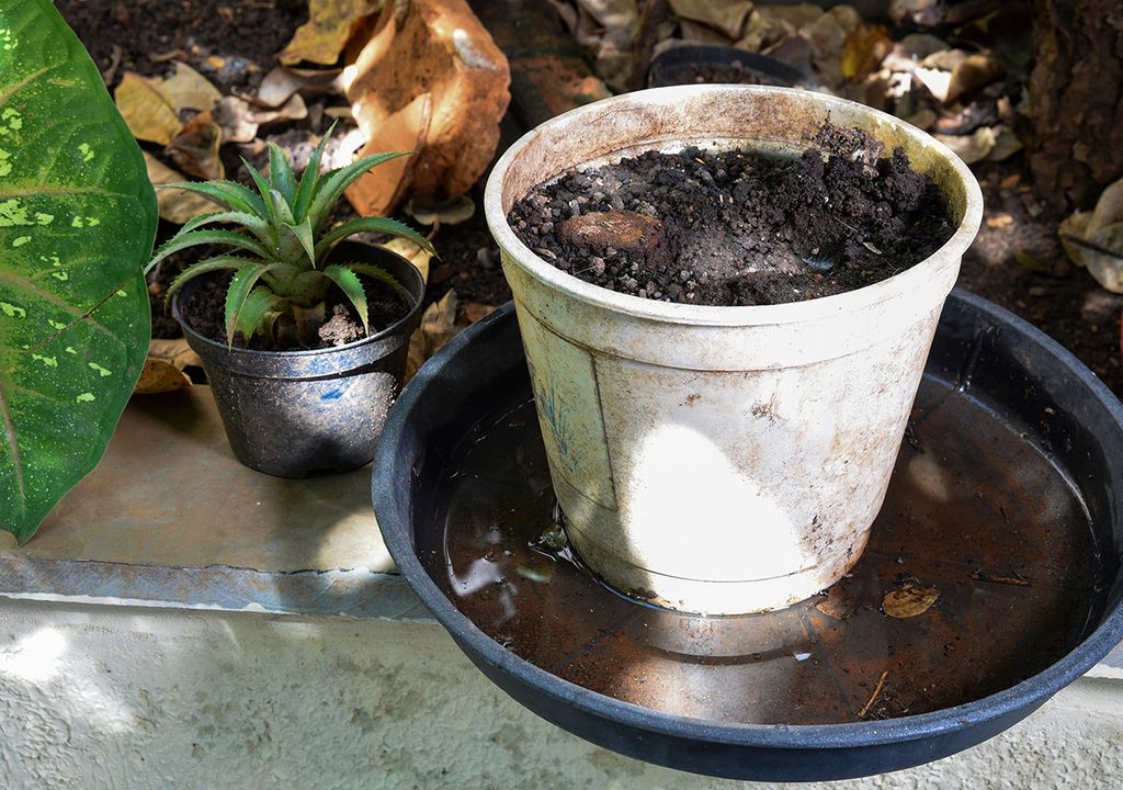 mosquito enfermedad dengue fiebre chikungunya zika descacharrar lluvias calor humedad