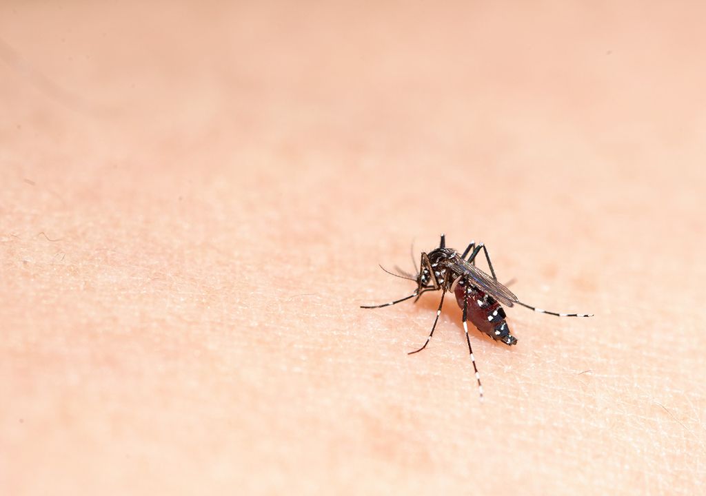 mosquito enfermedad dengue fiebre chikungunya zika descacharrar lluvias calor humedad