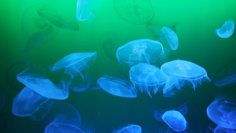 El aumento de la temperatura del mar y el contacto con las medusas amenaza la salud del salm&oacute;n en acuicultura
