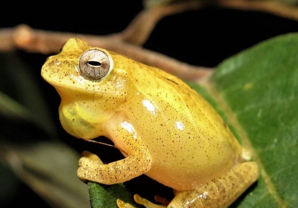 Perereca-de-ampulheta (Dendropsophus minutus), espécie que habita as florestas da América do Sul. Foto: Reuber Brandão, CC BY 4.0, via Wikimedia Commons