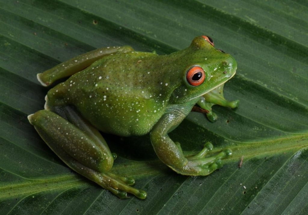 Perereca-flautinha (Aplastodiscus leucopygius), endêmica da Serra do Mar e da Serra da Mantiqueira, áreas de Mata Atlântica na região Sudeste do Brasil. Foto: Renato Augusto Martins, CC BY-AS 4.0, via Wikimedia Commons