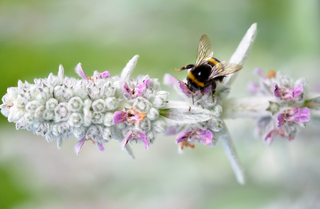 ¿Cómo el aumento de las temperaturas amenaza a las poblaciones de abejorros?
