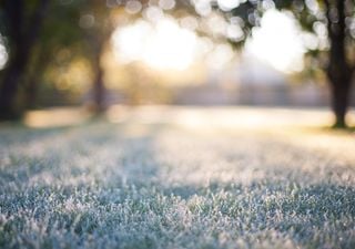 Aunque haga fr&iacute;o: los 5 &aacute;rboles frutales que conviene plantar durante julio