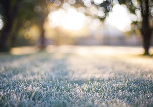 Aunque haga fr&iacute;o: los 5 &aacute;rboles frutales que conviene plantar durante julio