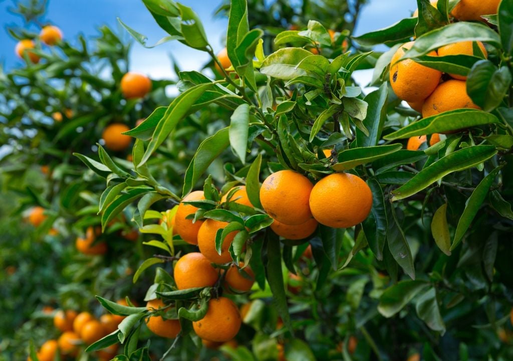 El mandarino suele comenzar a producir frutos antes que otros cítricos, por lo que es una de las especies preferidas por quienes buscan obtener cosechas en pocos años.