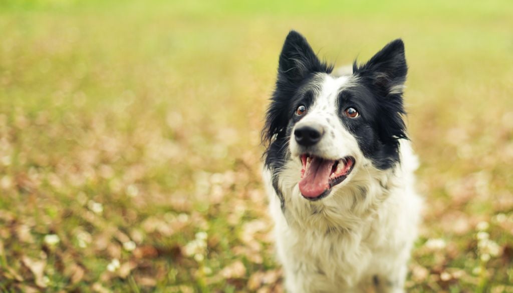 La mayoría de los mamíferos apenas sudan. Como los perros, que regulan su temperatura mediante el jadeo.