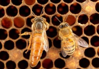 AuraBee: la app chilena que "escucha" la colmena para encontrar a la abeja reina