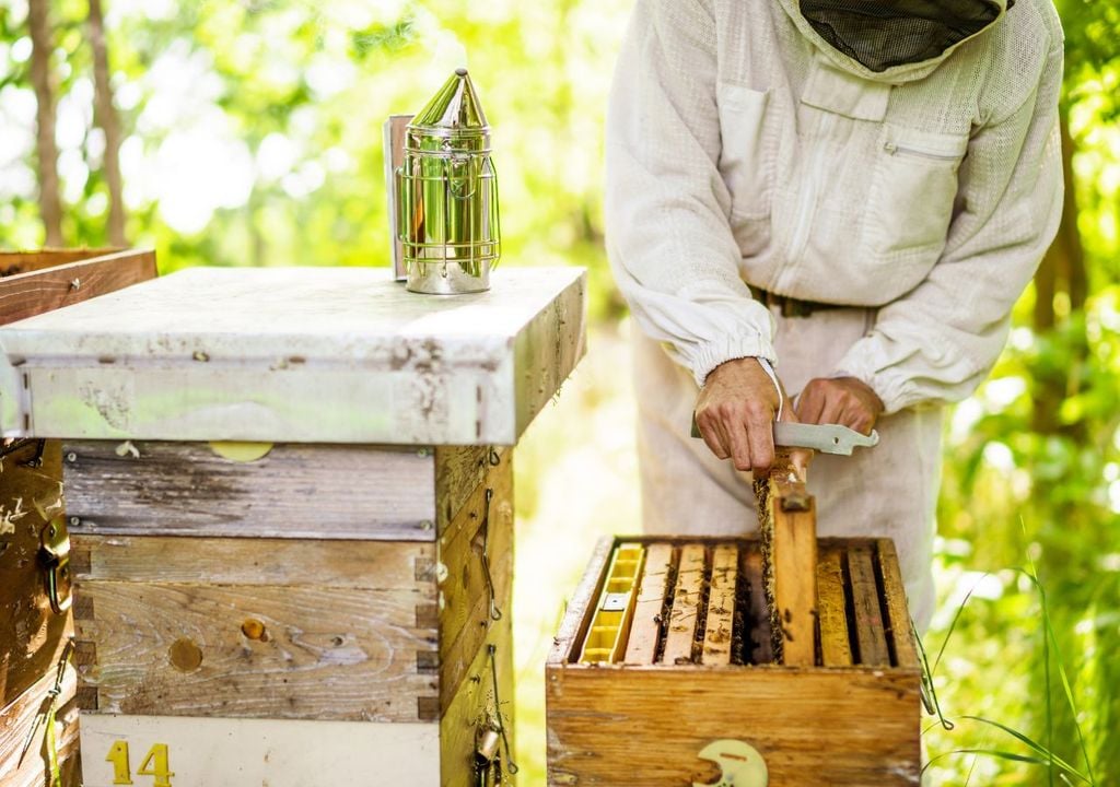 Apicultura Apicultura