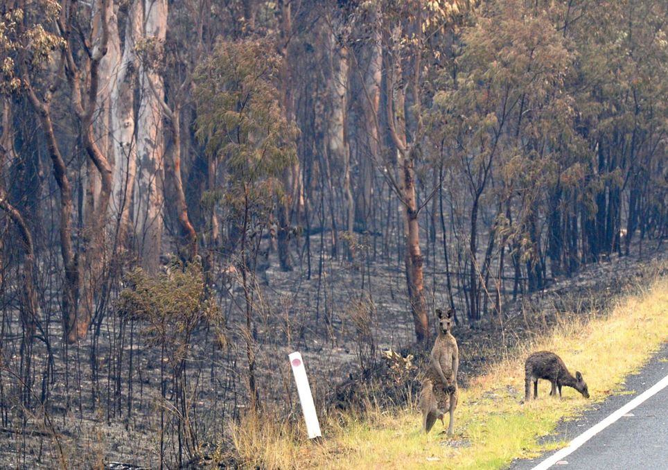 mueren muchos canguros por los incendios mueren muchos canguros por los incendios