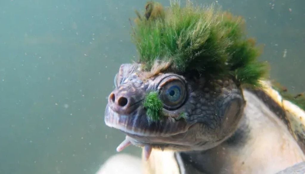 A Austrália tem algumas das espécies mais raras do mundo, como a tartaruga-do-rio-Mary, vista na fotografia, mas está perdendo esses animais em ritmo alarmante A Austrália tem algumas das espécies mais raras do mundo, como a tartaruga-do-rio-Mary, vista na fotografia, mas está perdendo esses animais em ritmo alarmante. Crédito: Christopher Van Wyk