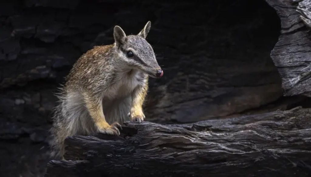 A floresta de Dryandra é um dos poucos lugares onde ainda é possível encontrar numbats vivendo na natureza A floresta de Dryandra é um dos poucos lugares onde ainda é possível encontrar numbats vivendo na natureza. Crédito: Sharon Jones