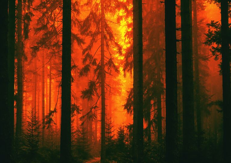 Incêndios florestais na Austrália Incêndios florestais na Austrália