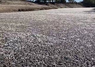 Millones de peces aparecen muertos en las aguas de un río australiano