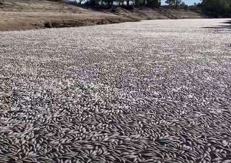 Austrália: milhões de peixes aparecem mortos no rio Darling Austrália: milhões de peixes aparecem mortos no rio Darling