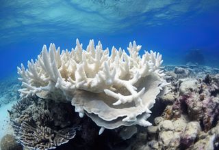 Australien, neue alarmierende Massenbleiche des Great Barrier Reefs aufgrund abnormaler Hitze