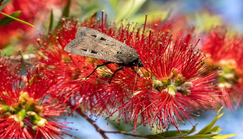 Papillon sans prétention, le Bogong est pourtant doté de capacités extraordinaires pour se repérer dans l'espace. Papillon sans prétention, le Bogong est pourtant doté de capacités extraordinaires pour se repérer dans l'espace.