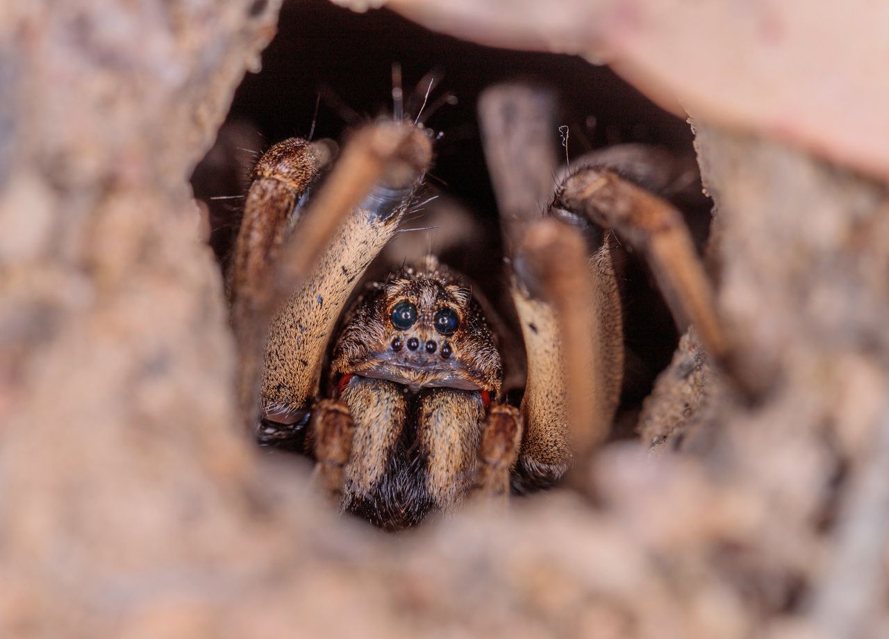 Une nouvelle (et grosse) espèce d'araignée découverte en Australie