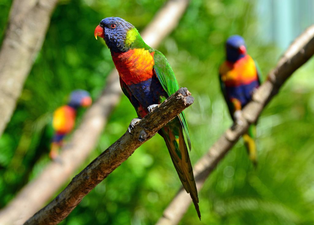 Oiseaux Australie Biodiversité Pollution