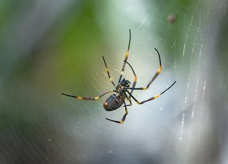 Austrália: aranhas tecem teias gigantes no sul do país!