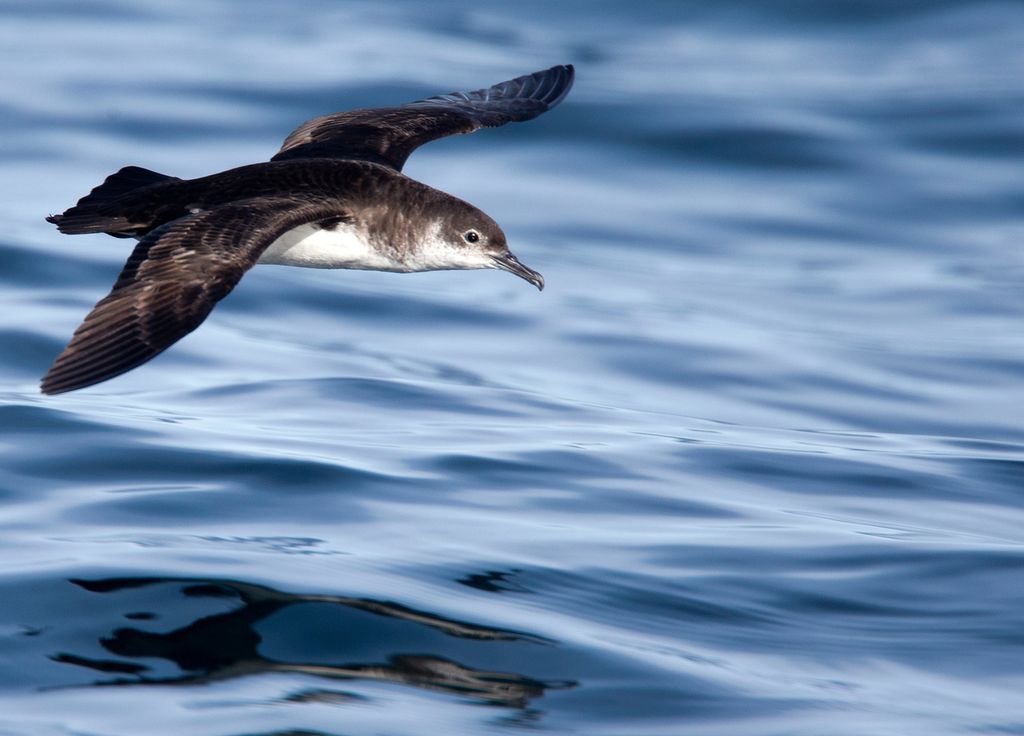 Oiseau Puffin Australie Plastique