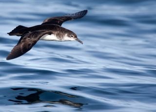 Australie : ils découvrent près de 800 morceaux de plastique dans le ventre d'un oiseau, comment est-ce possible ? 