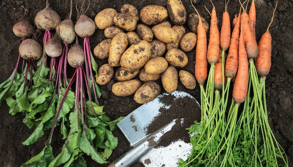 plantas El trigo y la remolacha azucarera completan la ración básica para sobrevivir a un colapso global.