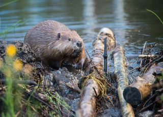 Autrefois menacé, le castor fait son grand retour en France !