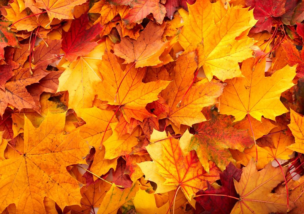 Autumn colour of leaves is affected by weather throughout the year