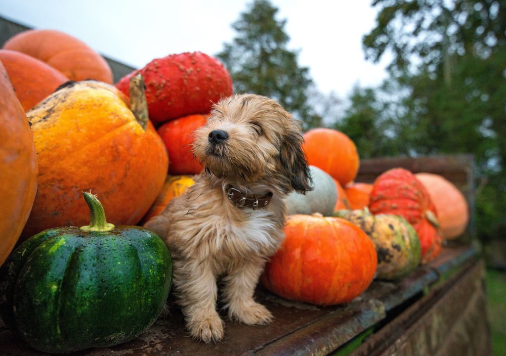 Halloween dog